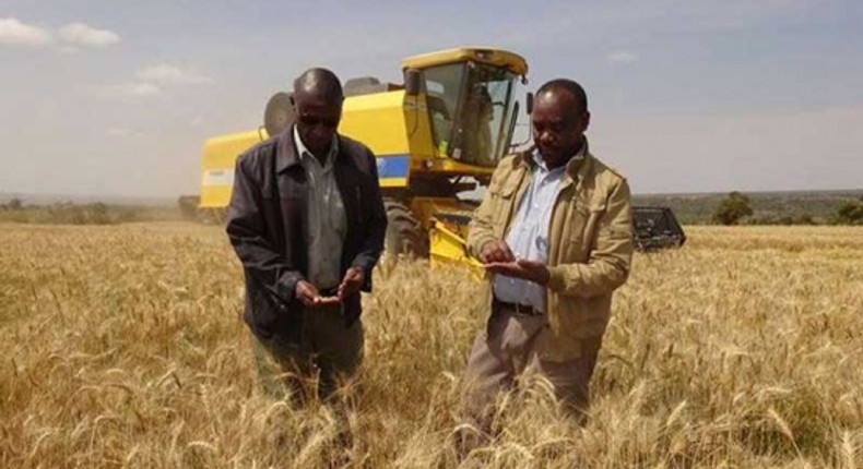 Wheat farmers in Kenya inspect some of the wheat being harvested