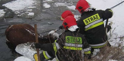 Tak strażacy ratowali krowę spod lodu