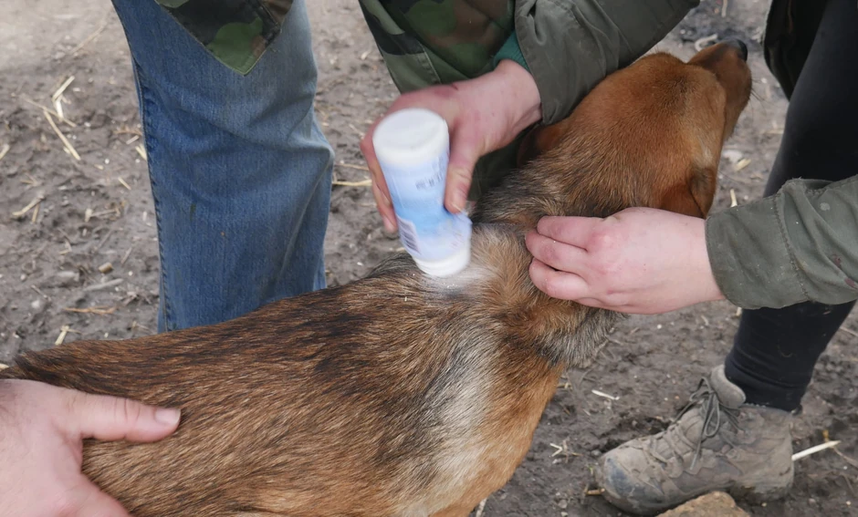 Krpelji, foto Udruženje Zelene šape