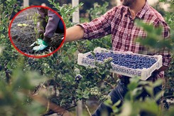 Co posadzić obok borówki, by dobrze rosła? A czego zdecydowanie unikać? Lista