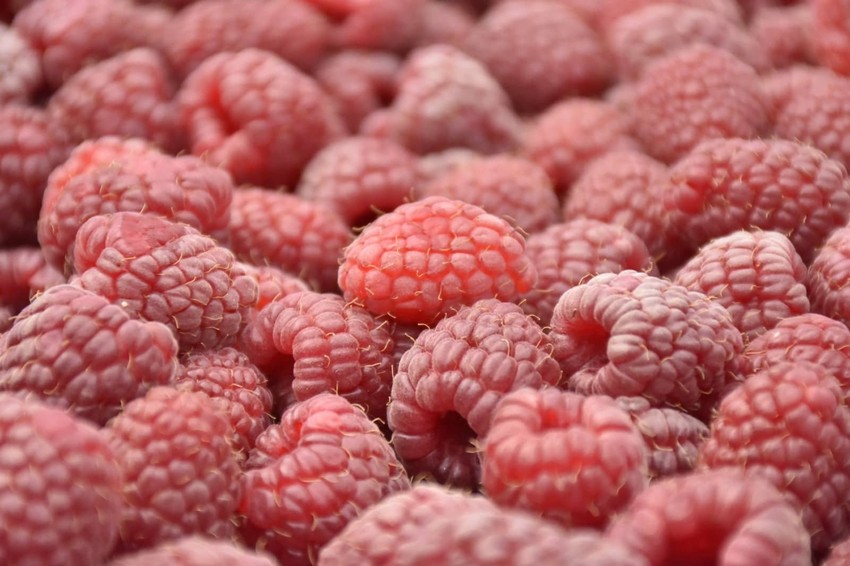 Kvalitet ovogodišnjeg roda maline odgajene u valjevskom kraju je odličan, ocenjuju poljoprivredni stručnjaci