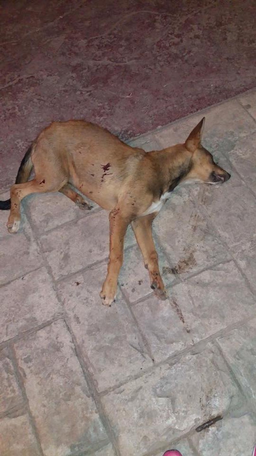 Psi ubijeni u Mitrovici