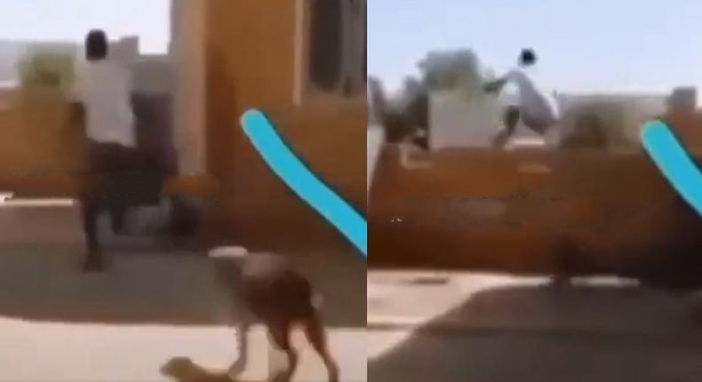 Man being chased by wild bulldog jumps over tall fence wall without touching it