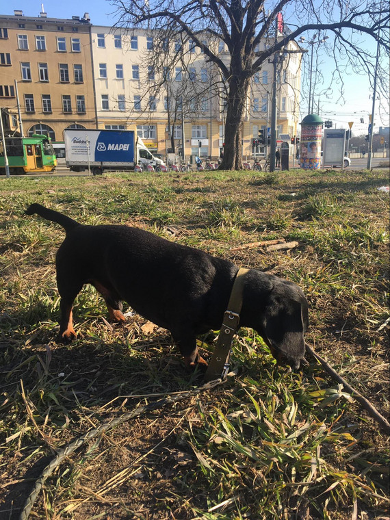 Jasza, pies Eleny na spacerze w Poznaniu.