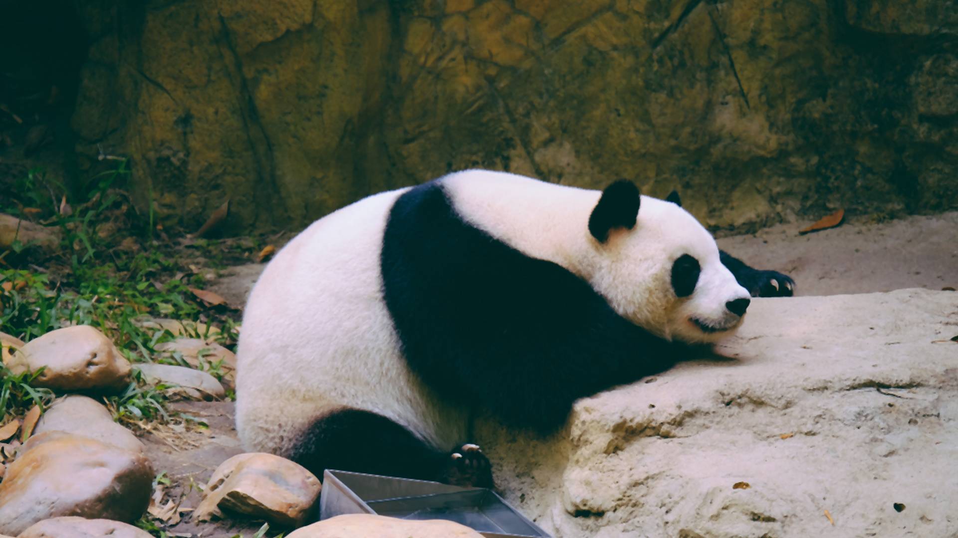 Felkavaró videó: kövekkel dobáltak meg egy pandát kínai turisták