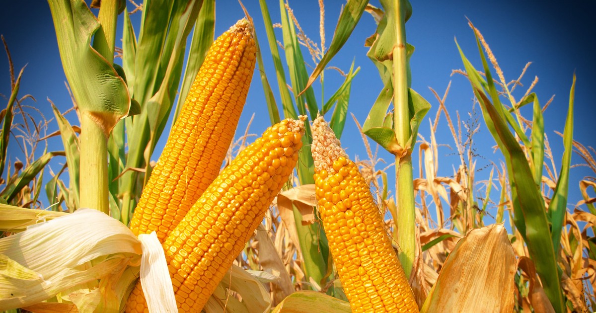 Watch the Toe Bro Remove a Painful Corn From a Patient's Foot in a