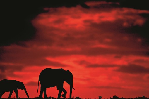 Silhouettes of Africa