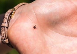 Nanesite dve kapi na odeću i krpelji vam neće prići: Prirodna zaštita traje 24h