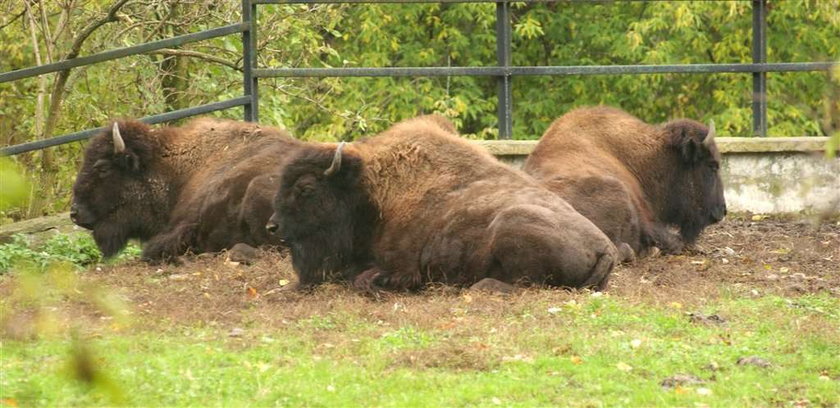 Powódź w Warszawskim ZOO