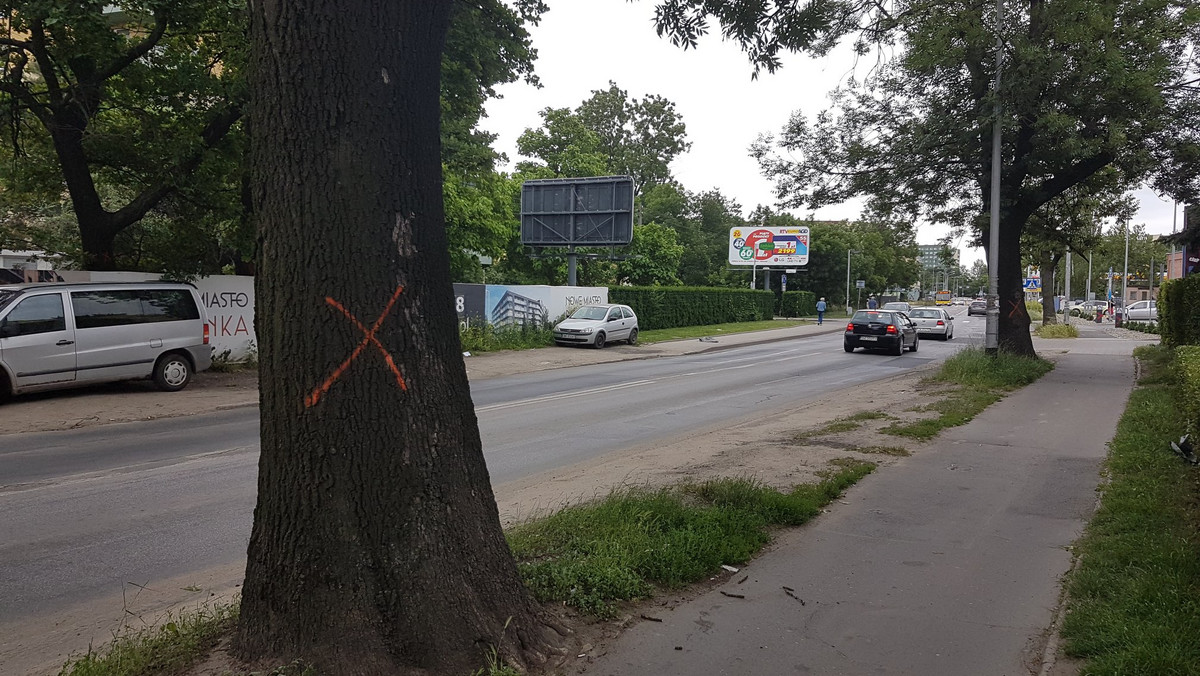 Wrocław: miasto reaguje ws. planowanej wycinki drzew na ul. Obornickiej