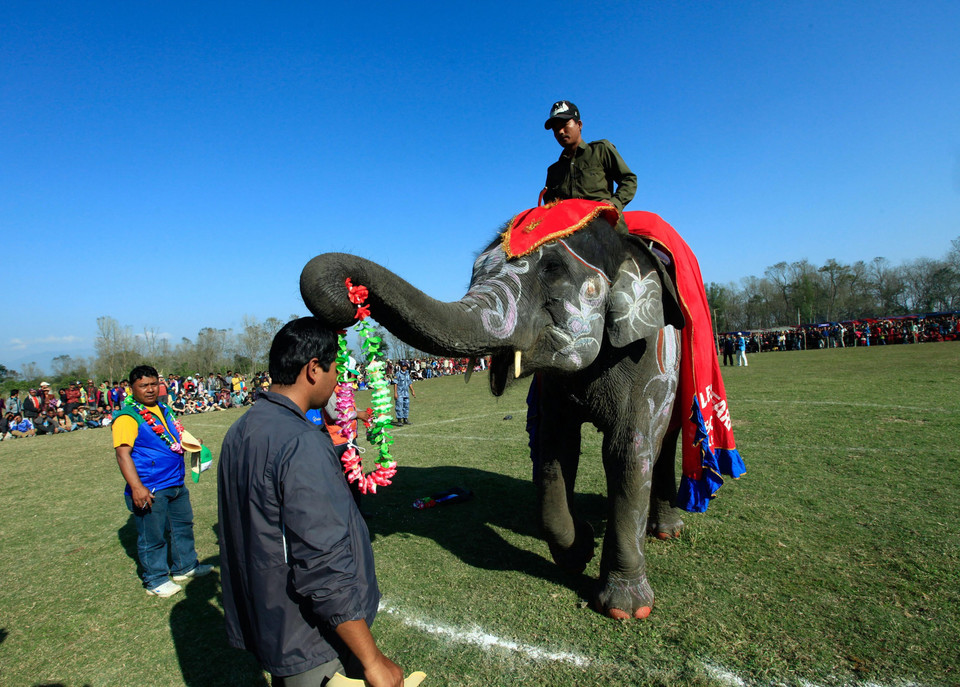 NEPAL ELEPHANT FOOTBAL