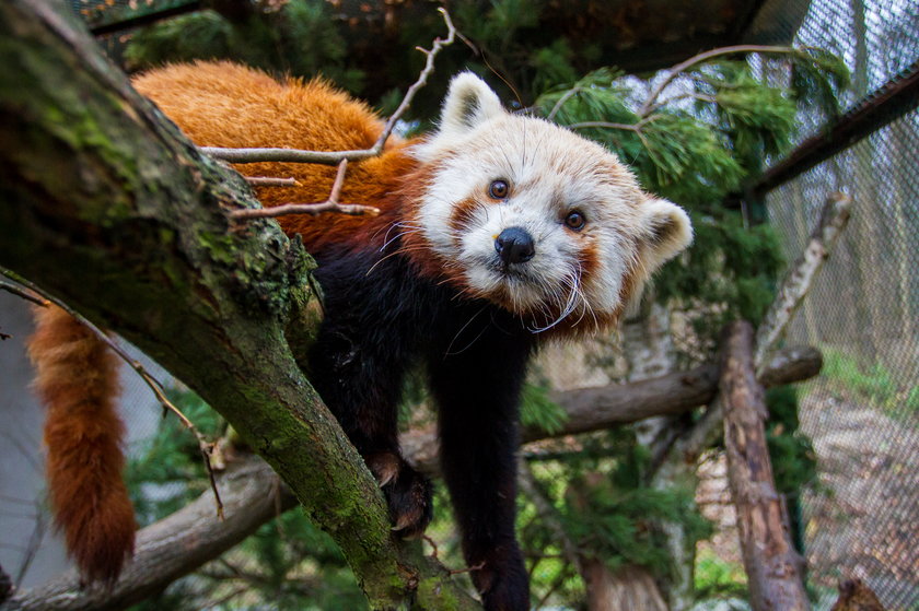 Aki i Toshi - tak nazwano pandy z poznańskiego Nowego Zoo