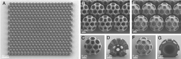 Nagy pontosságú 3D-nyomtatott szintetikus brochoszómák. ( A ) Egy SEM-kép, amely HCP szintetikus brochoszómák tömbjét mutatja, körülbelül 400 µm x 350 µm területen. A brochoszóma átmérője körülbelül 20 µm, az átmenő lyuk átmérője körülbelül 5 µm. ( B és C ) Szintetikus brochoszómák átmenő lyukakkal. ( D ) SEM-kép, amely egy szintetikus brochoszóma keresztmetszetét és belső geometriáját mutatja be. Pontosabban, az átmenő lyukak a brochoszóma központjában lévő üregen keresztül kapcsolódnak egymáshoz, szorosan utánozva a természetes brochoszómák szerkezetét. ( E – G ) A szintetikus brochoszómákat átmenő lyukak nélkül illusztráló SEM-képek és a hozzájuk tartozó keresztmetszetek.