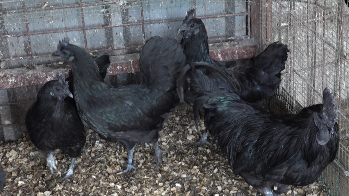 Najskuplje kokoške na svetu