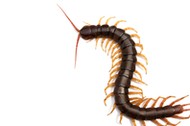 Giant centipede Scolopendra subspinipes isolated on white background.