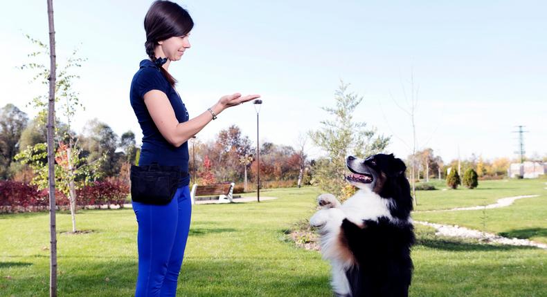 training dog australian shepherd