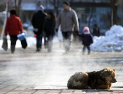 Śmiertelny bilans polskich mrozów. Jest już 29 ofiar