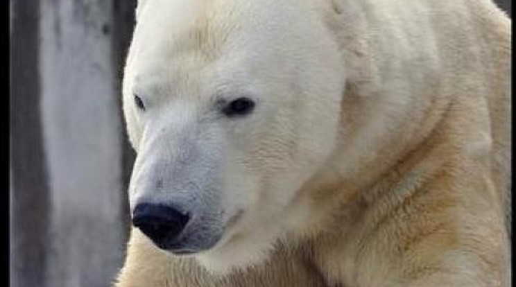 Elpusztult Vitus, az állatkert jegesmedvéje