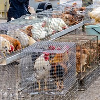 H3N8 madárinfluenza: a világon először fertőzött meg embert Kínában, ezek a tünetei