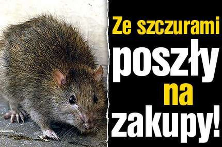 Ze szczurami poszły na zakupy!