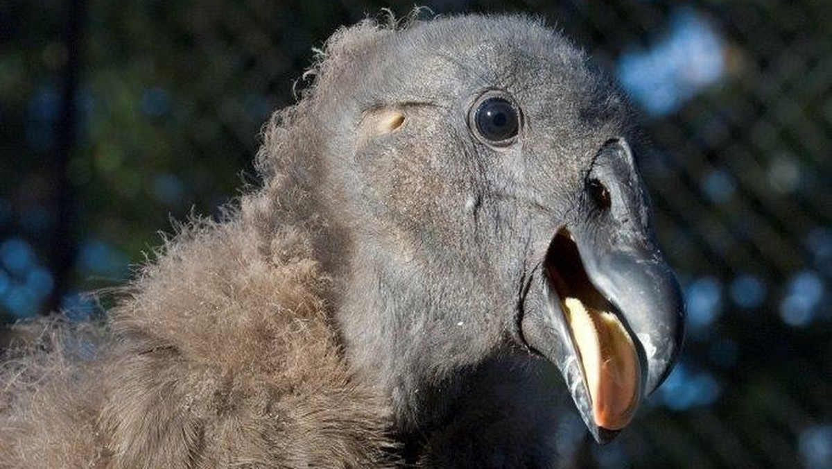 Kondor z krakowskiego zoo będzie żył w naturalnym środowisku w Andach