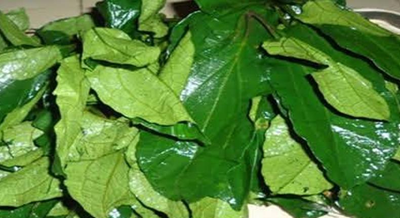 Ugu/Ugwu leaves
