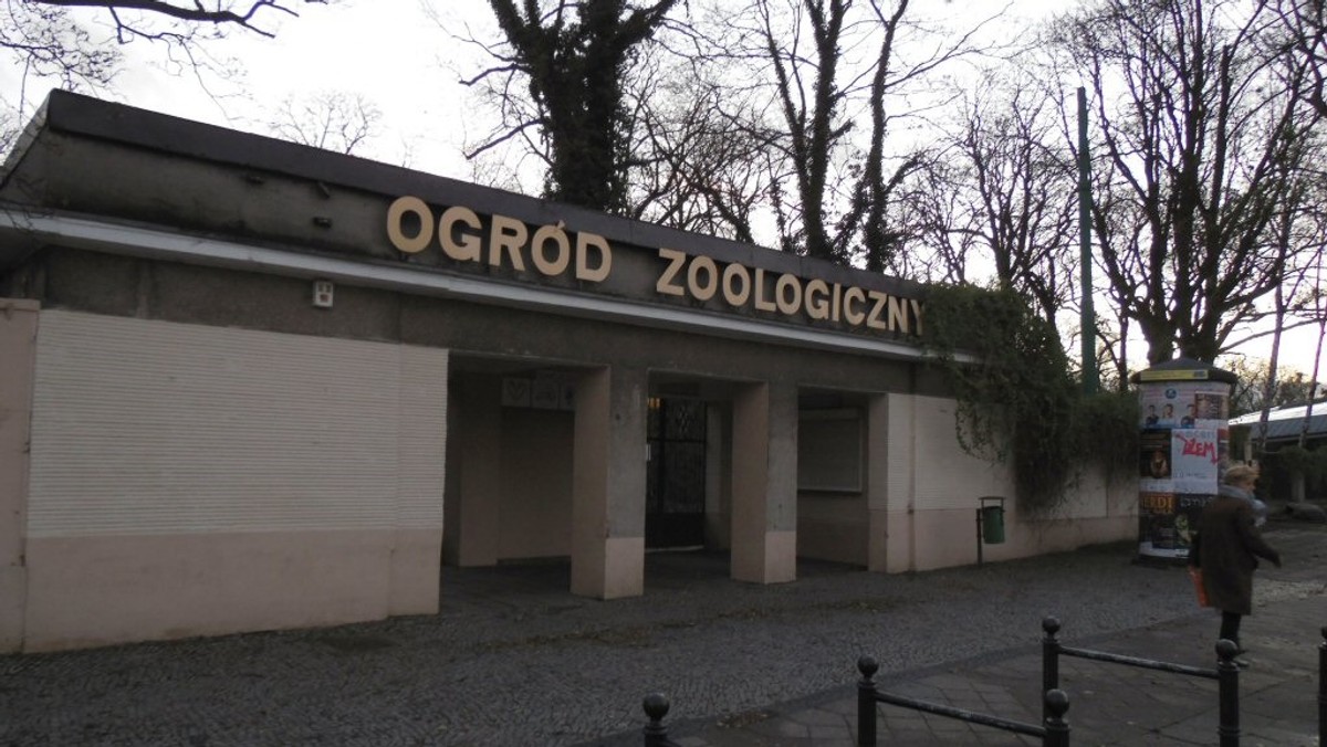 Od dzisiaj znów czynne jest poznańskie zoo, które w piątek, w związku ze zniszczeniami wywołanymi przez wichury, zostało zamknięte do odwołania. Ogród zoologiczny zaprosił w niedzielę miłośników zwierząt m.in. na pokaz treningu fok.