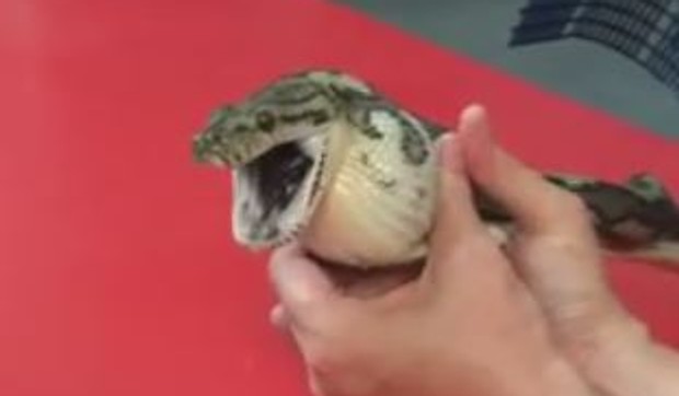 zmija teniska loptica