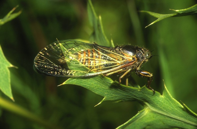 Najpewniej cykada podolska sfotografowana w okolicach Pińczowa (woj. świętokrzyskie)