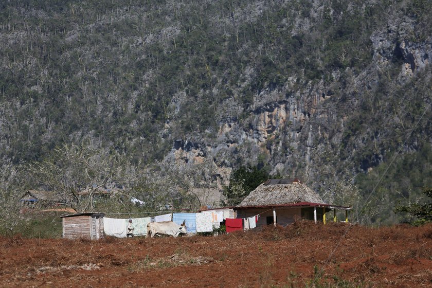 A man guides oxen in a farm at the area where a meteorite was reported to land yesterday, in Vinales