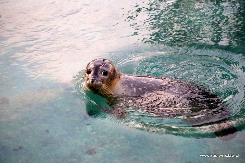 Trzy nowe foki zamieszkały we wrocławskim zoo