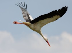 Lecą! Lecą! Wraca 20 tysięcy bocianów