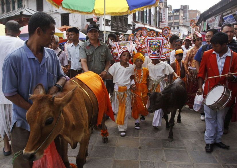 Nepalscy hinduscy chłopcy ubrani w festiwalowe stroje spacerują po mieście z krowami podczas „Gai Jatra”, czyli festiwalu krów w Katmandu