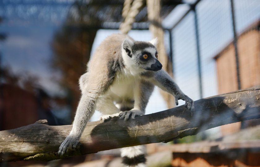 W zoo safari w Borysewie urodził się lemur