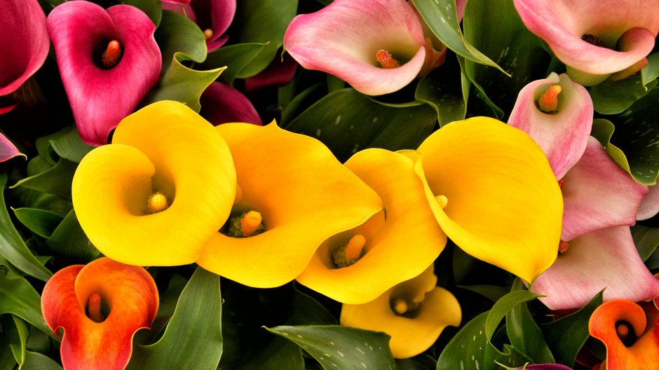 Zantedeschia - leesle/stock.adobe.com