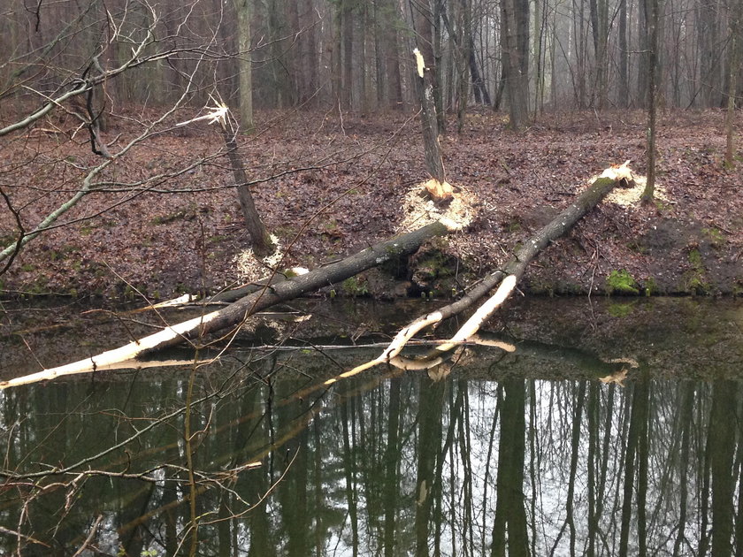 Ścięte drzewa w na kanale Ostródzko-Elbląskim w okolicy Ostródy