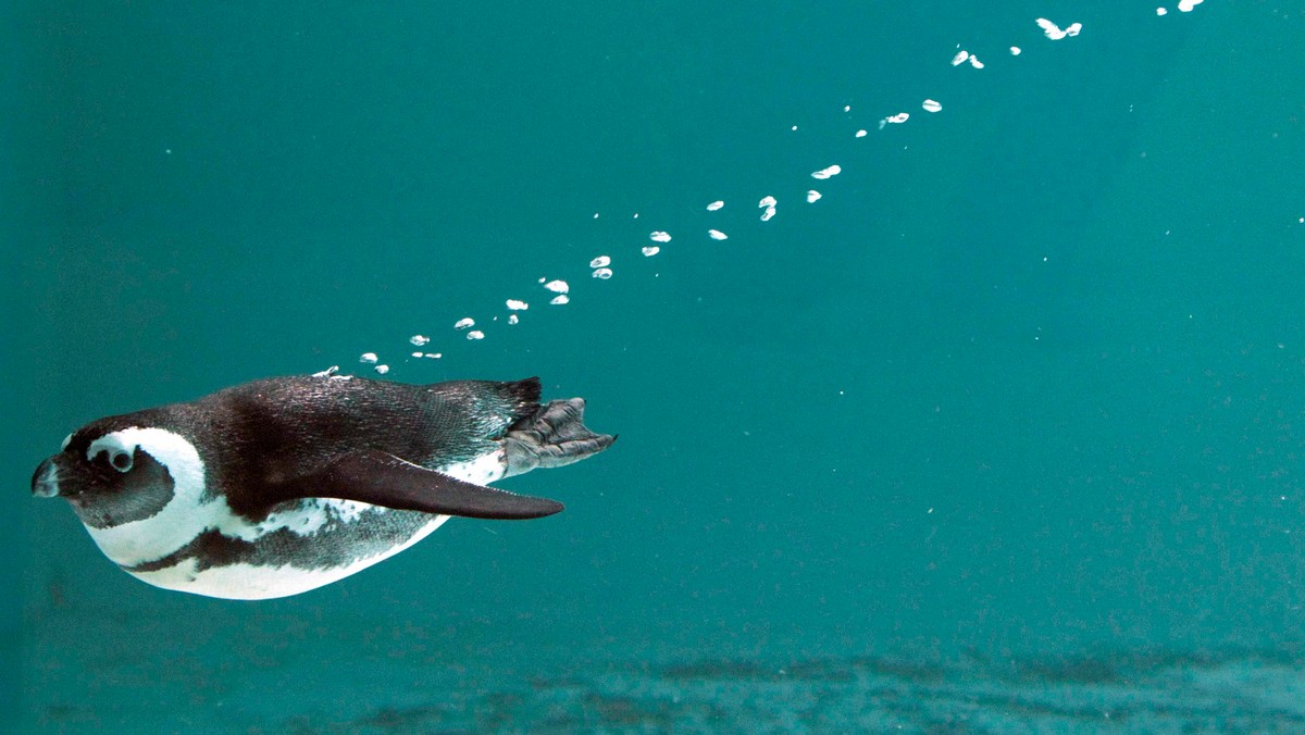 An African penguin swims in his pool at the Servion Zoo in Servion