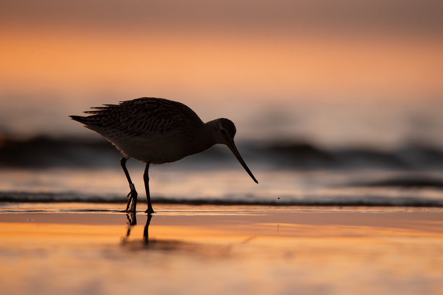 Szlamnik (Limosa lapponica)