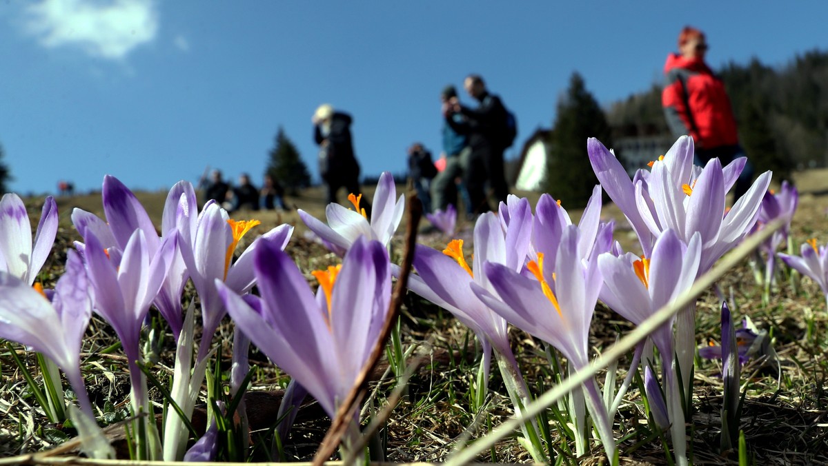 Krokusy w Dolinie Chochołowskiej w pierwszy weekend kwitnienia zachęciły do odwiedzenia aż 17 tys. osób. Strażnicy Tatrzańskiego Parku Narodowego (TPN) niemal 100 razy pouczali turystów, którzy wchodzili wprost w kwitnące kwiaty.