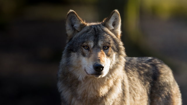A svájciakat is lesújtotta, hogy egy nyíregyházi földbirtokos kilőtte a vándor farkast