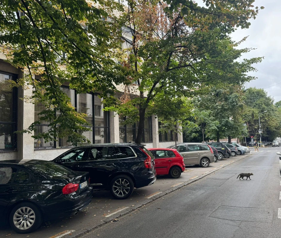 Kursulina ulica, mesto ubistva Vukašina Stankovića