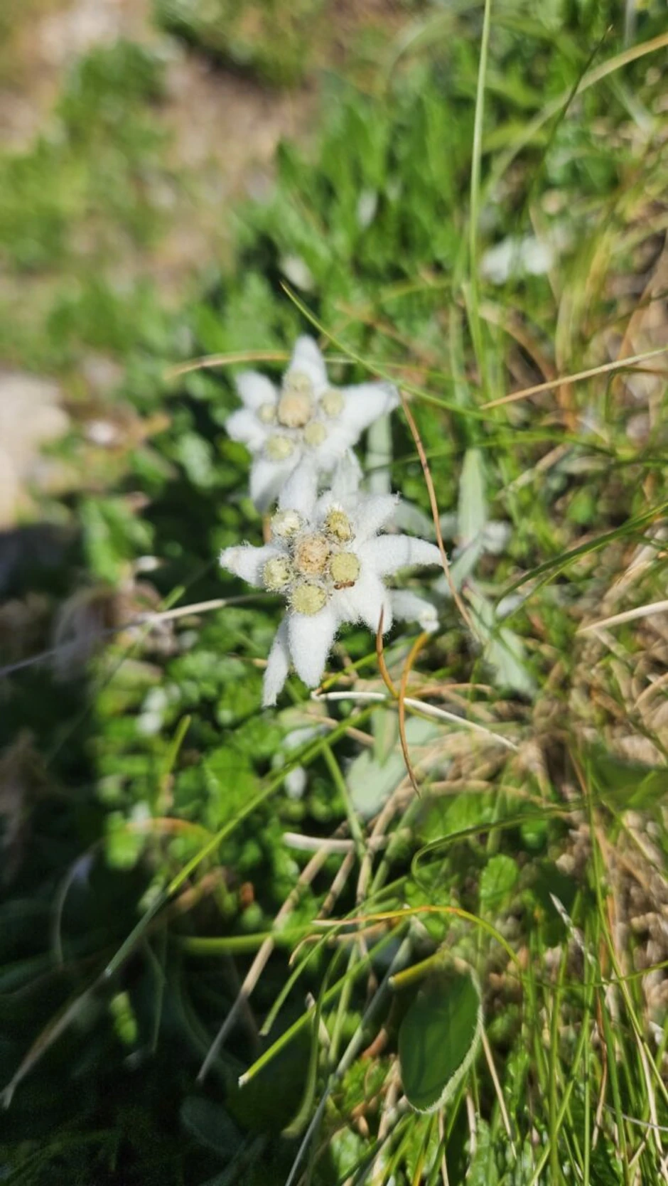 Bosansko Grahovo Šatorsko jezero