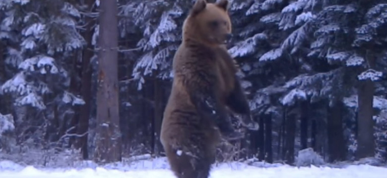 Leśnicy z Baligrodu nagrali niedźwiedzia. Wideo hitem internetu. "Brawo misiu"