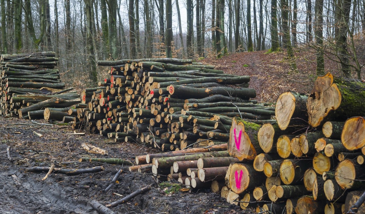 Miało być lepiej, kilka się zmieniło. Wywóz drewna z Polski ciągle dużym problemem