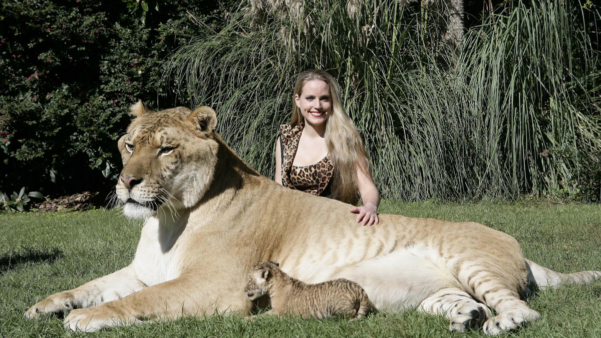 Hercules mieszka w Myrtle Beach Safari, rezerwacie dzikiej przyrody w Karolinie Południowej w USA i zgodnie z Księgą Rekordów Guinnessa jest największym żyjącym kotem na świecie. Osiągnął długość ponad trzech metrów i waży dokładnie 418 kg. Ale to nie wszystkie zaskakujące fakty o tym niezwykłym zwierzęciu.