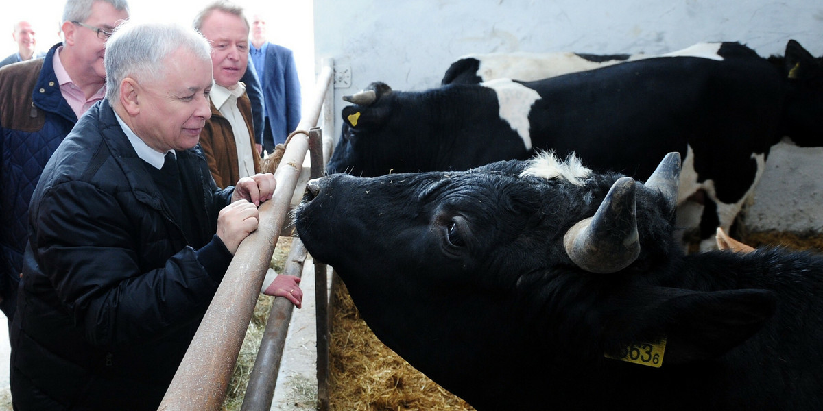 Prezes PiS jest świadom, jak ważne są głosy polskiej wsi. Tu na zdjęciu w 2014 r. odwiedza jedno z gospodarstw.