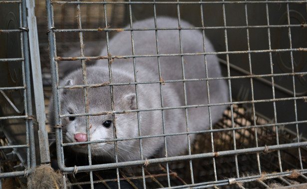 Koronawirus w fermach norek w Holandii. Zwierzęta zainfekowane