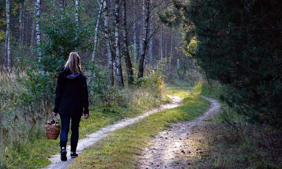 Czy jest sens chodzić na grzyby po południu? Wyjaśniamy to raz na zawsze
