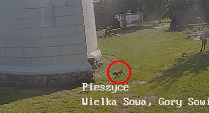 Koszmarny wypadek na Wielkiej Sowie! Psiak spadł z wieży widokowej [DRASTYCZNE NAGRANIE]