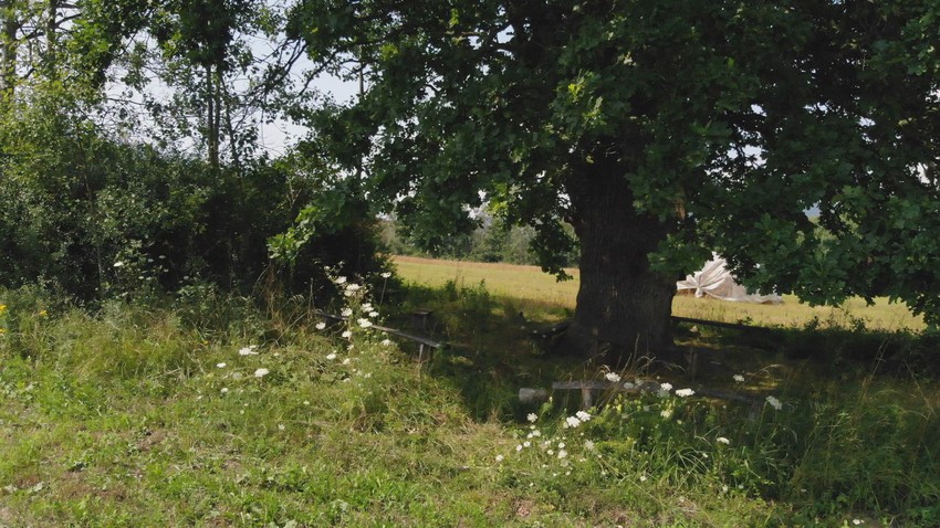 Čudotvorni hrast u Tijanju